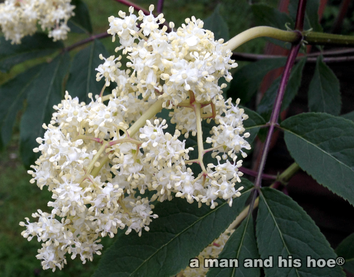 ElderberryBlossoms