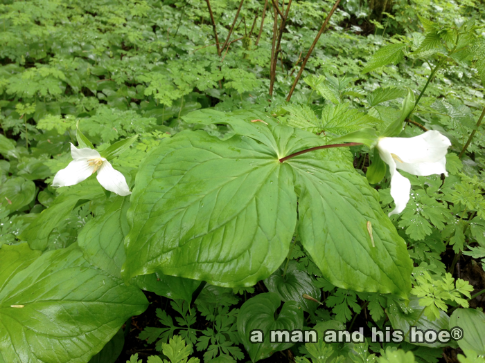 FirstTrillium2014