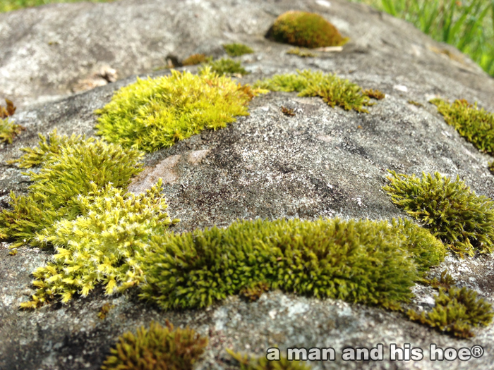 Moss2