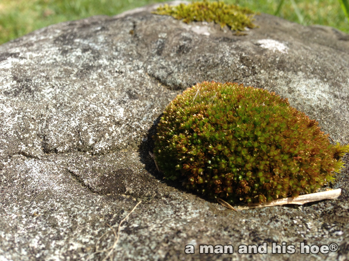 Moss3