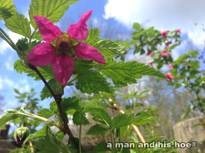 ThimbleBerryFlowerAgainstBlueSky