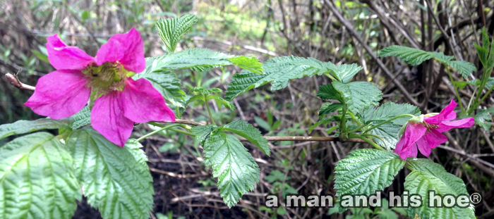 ThimbleBerryFlowers