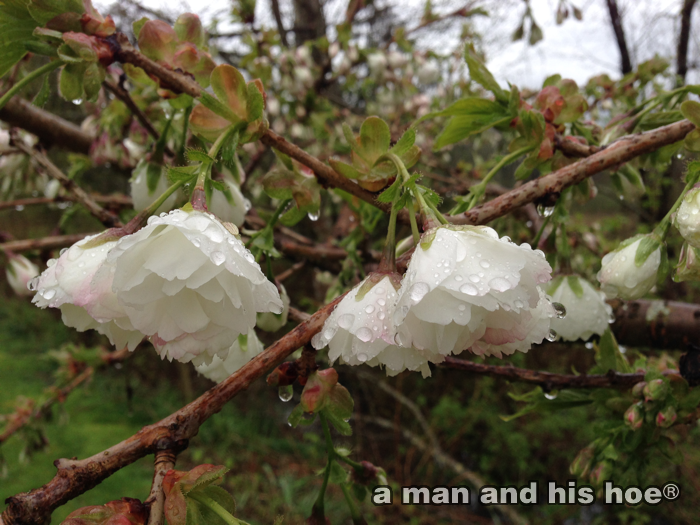 WetCherryBlossoms