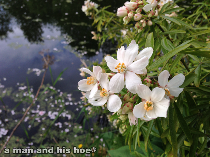 20140502-CherryBlossomsOnLake1