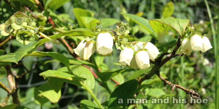 20140507A-blueberryflowers