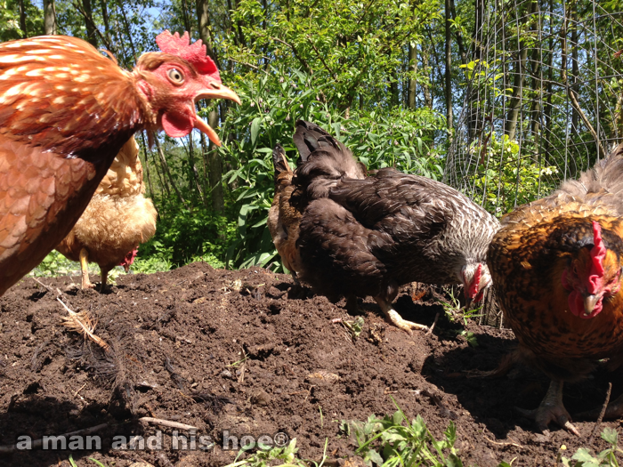 20140507C-chickenstilling