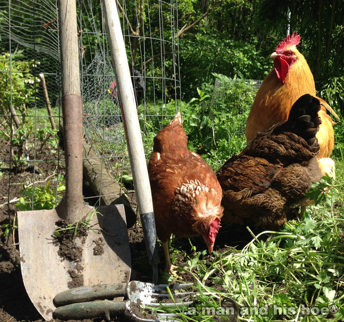 20140507D-chickenstilling