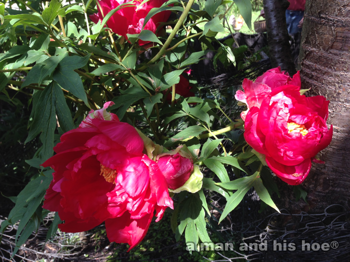 20140507F-peonies