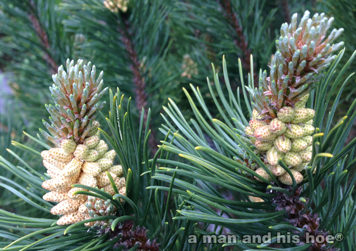 BabyPineCones