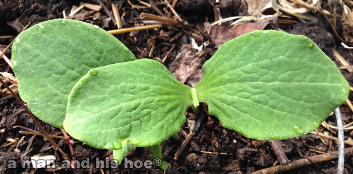 BabySquash