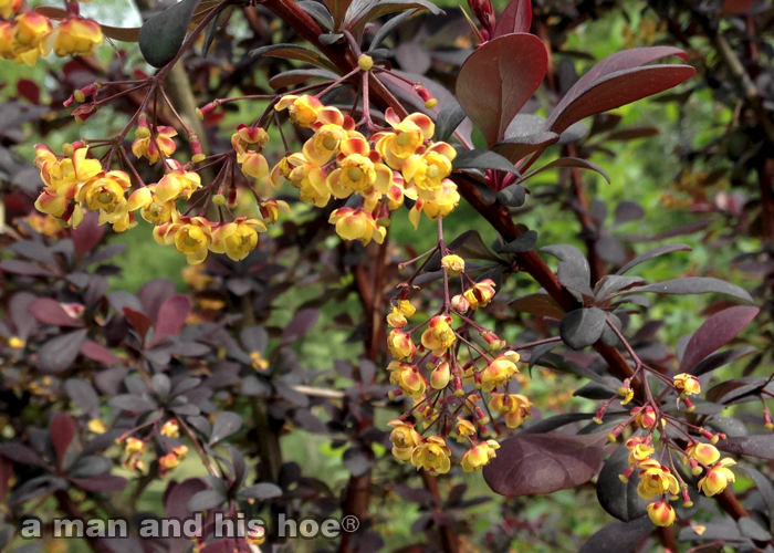 Barberry