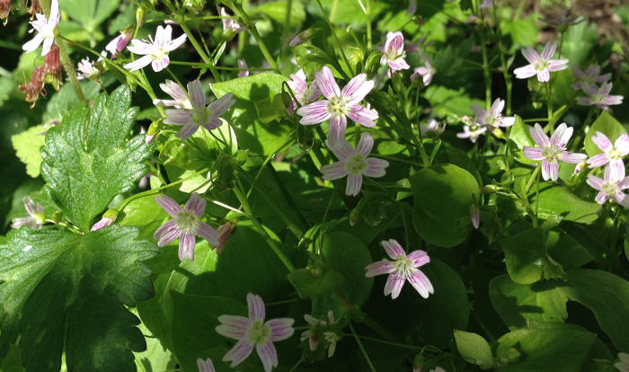 BufferBlossoms