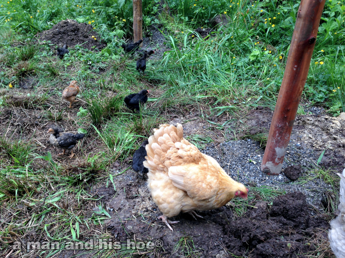 ChickenFence14052601