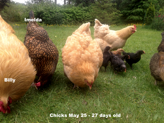 EightChicks27DayOld-A