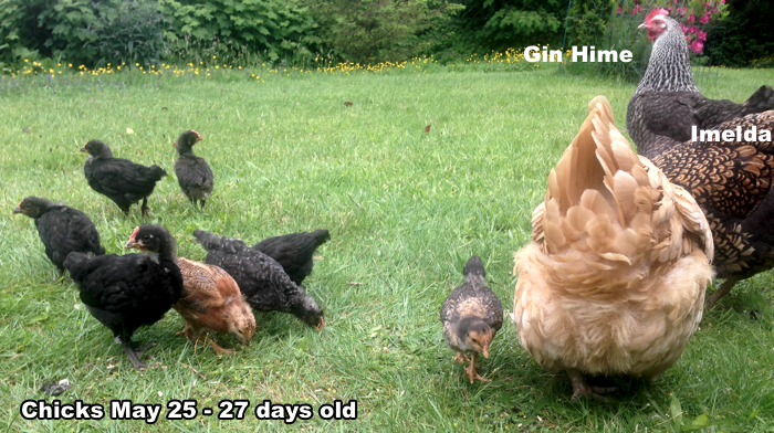 EightChicks27DayOld-B