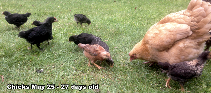 EightChicks27DayOld-C