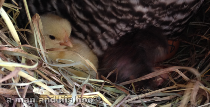 HoursOldBabyChicks