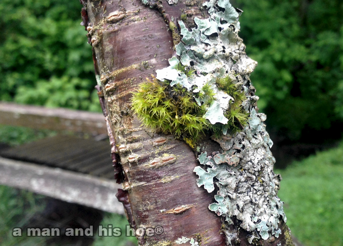 MossOnCherryTrunk