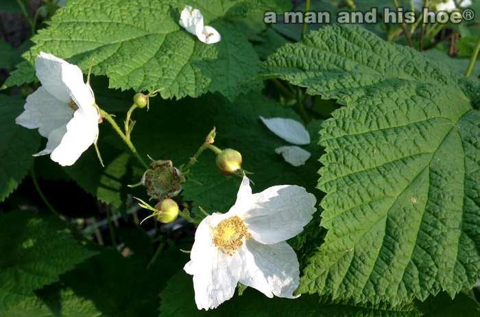 ThimbleBerryBlossoms140514