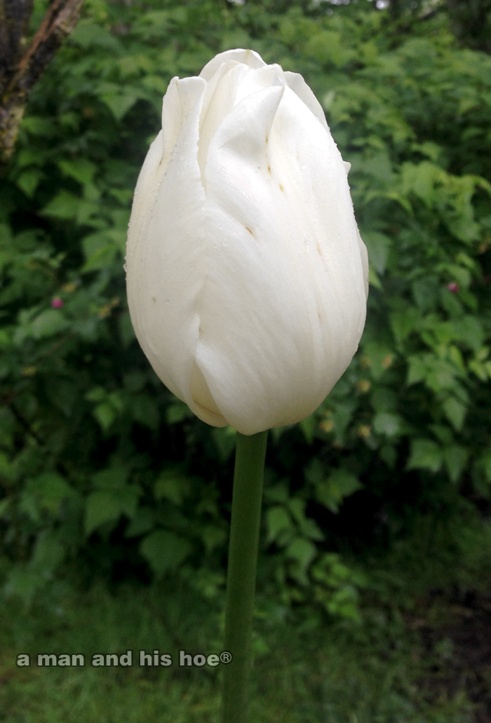 WhiteTulip