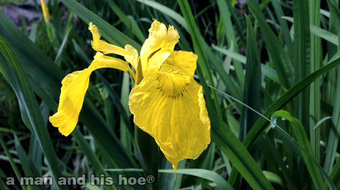 YellowIris