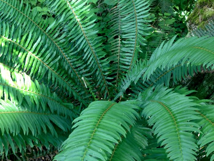 20140616ForestFern