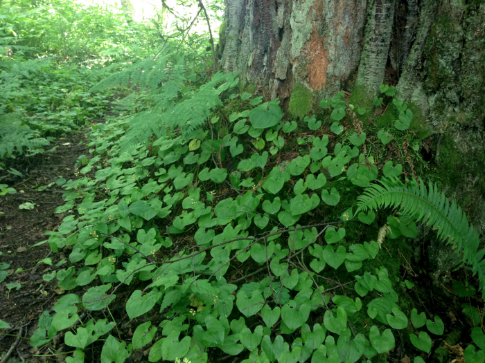 20140616ForestFloor