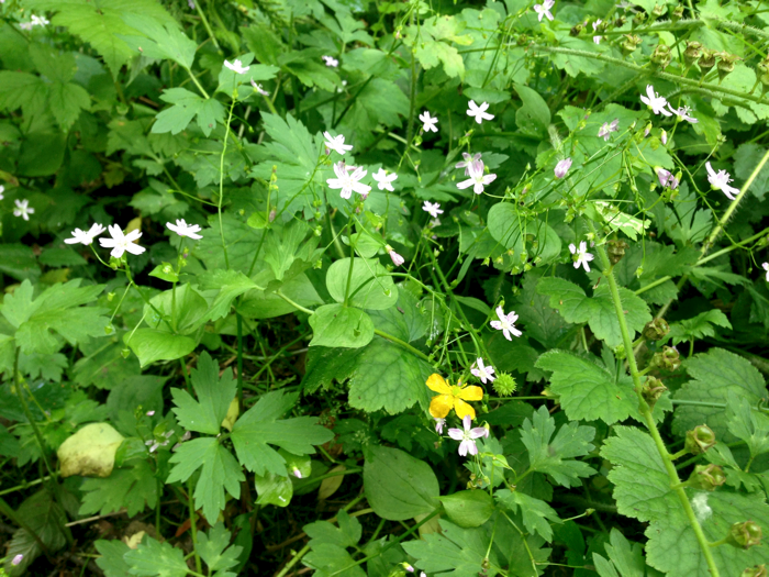 20140616ForestFlowers