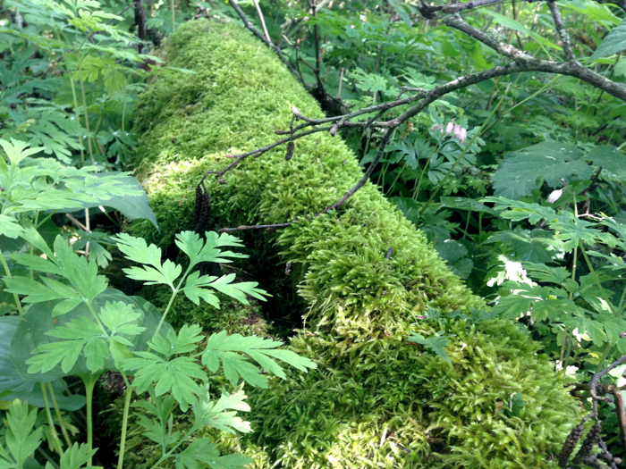 20140616ForestMoss