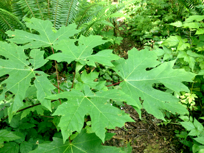 20140616GiantMapleLeaves