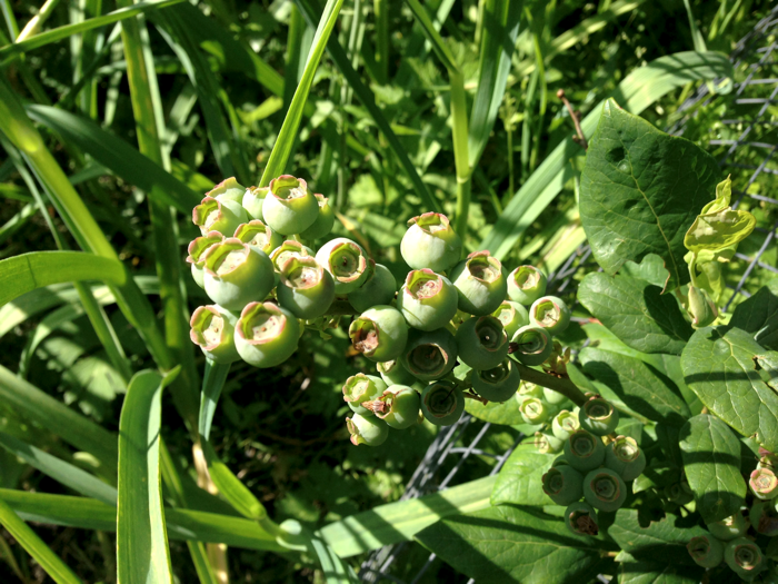 20140616GreenBlueberries