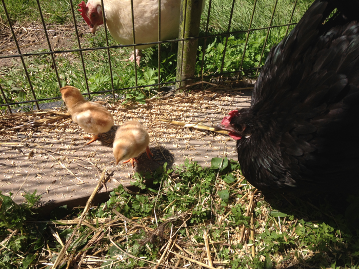 2Hens2Chicks-2