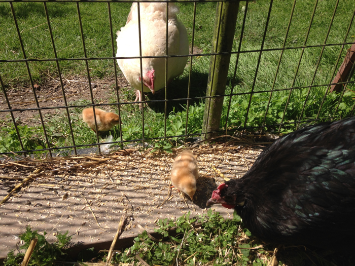 2Hens2Chicks-3