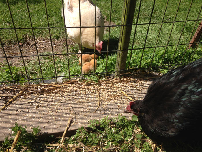 2Hens2Chicks-4