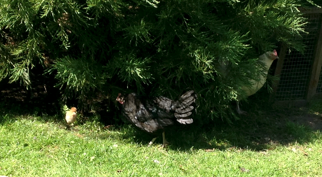 2Hens2Chicks-5