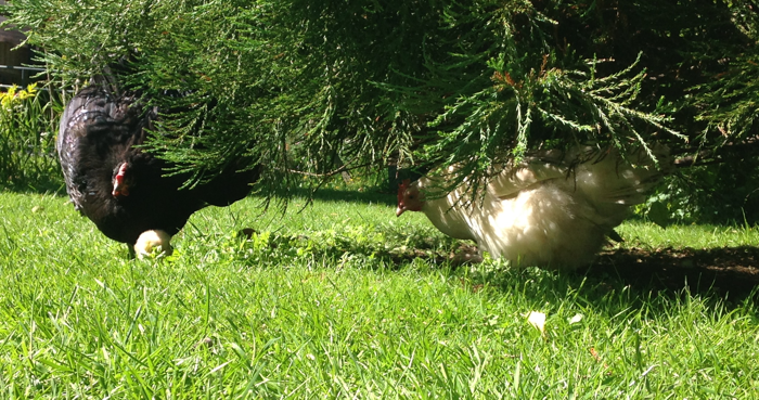 2Hens2Chicks-6