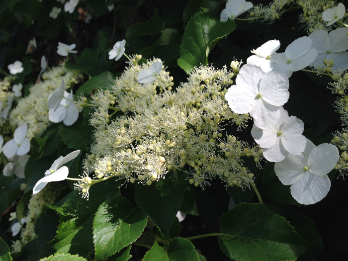 HydrangeaB