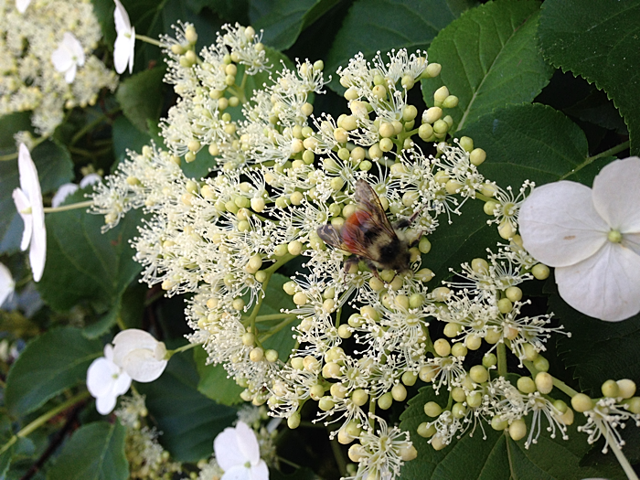 HydrangeaC