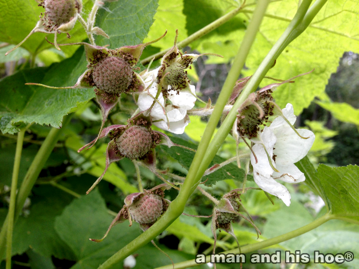 ThimbleBerries140603A