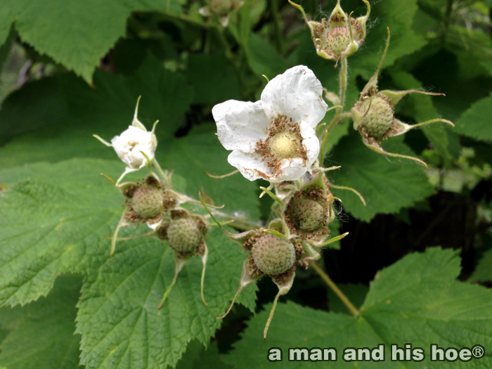 ThimbleBerries140603B