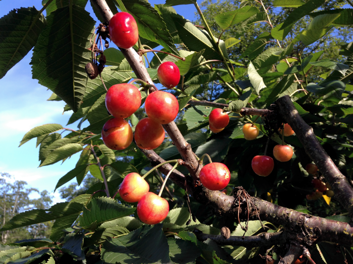 20140701-C-Cherries