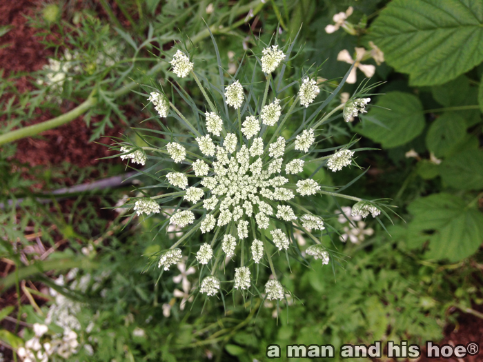 BeautyOfVegetables-CarrotFlowerC