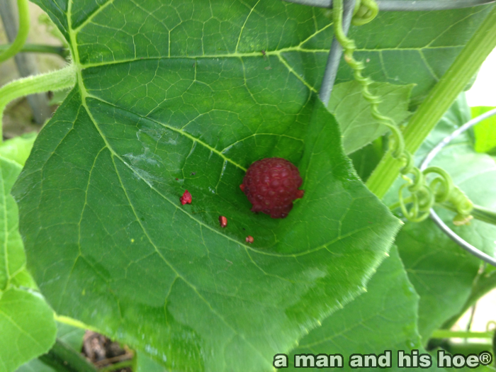 BeautyOfVegetables-RaspberryInSquashLeaf