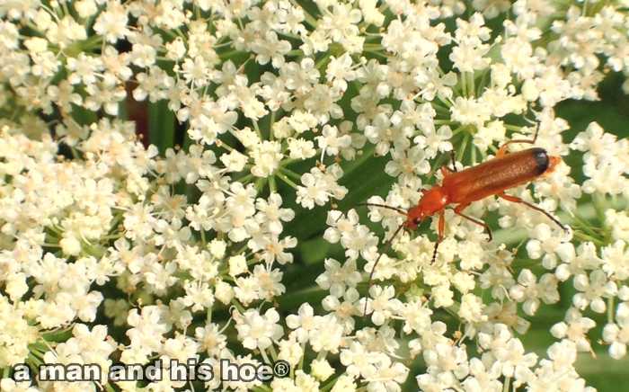 BeautyOfVegetables-SoldierBeetle