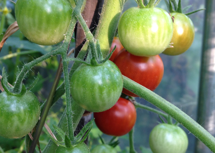 FirstRedTomatoes