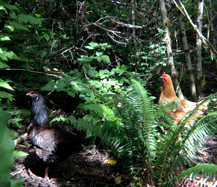 ForestChickens