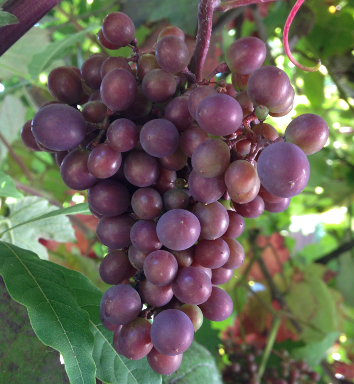 140805A-Grapes