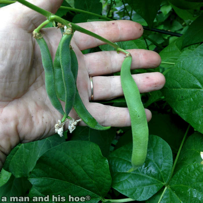 140811-GrowingBeanPods