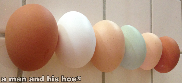 Eggs140809A