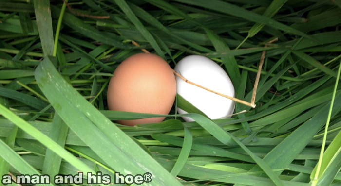 EggsOnGrass